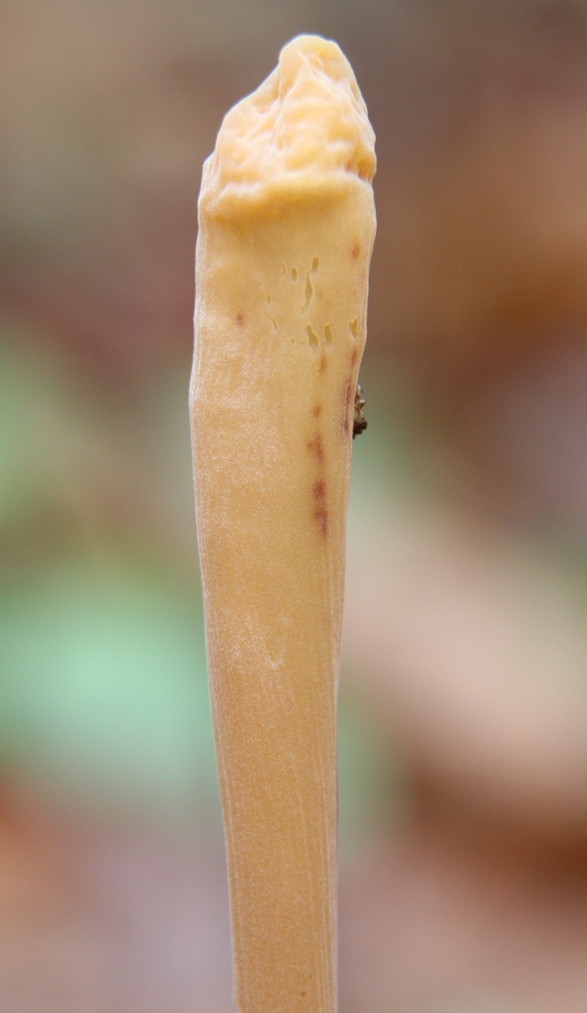 Macrotyphula dalla Slovacchia